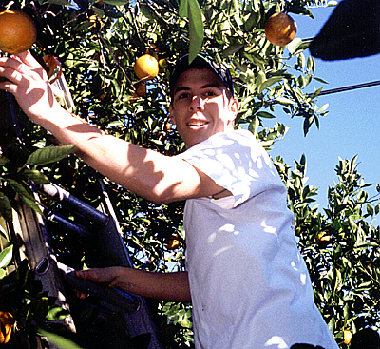 volunteers from Friendship United Methodist Church in Punta Gorda pick unwanted fruit